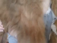 Slut plays with dog dick and got smashed